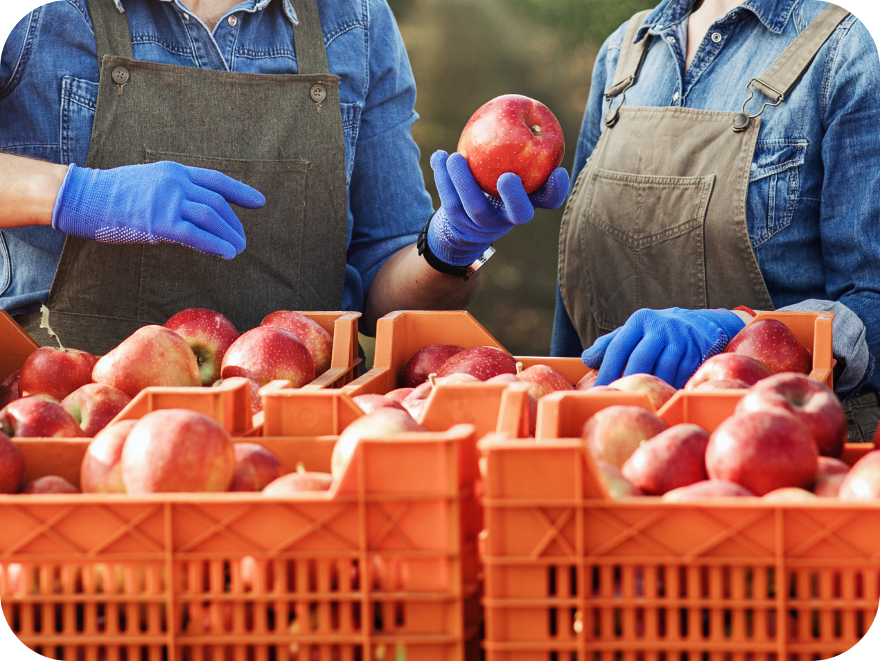 りんごの仕分けの写真
